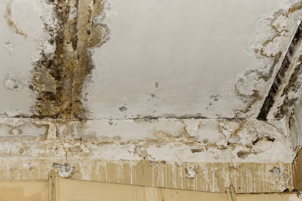 Best Residential Mold Inspection & Testing  in Woodbine, NJ