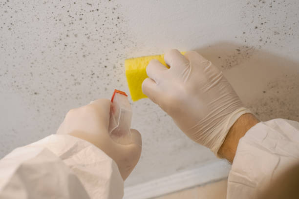Best Water Damage & Mold Remediation  in Woodbine, NJ