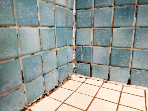 Best Real Estate Mold Inspection  in Woodbine, NJ