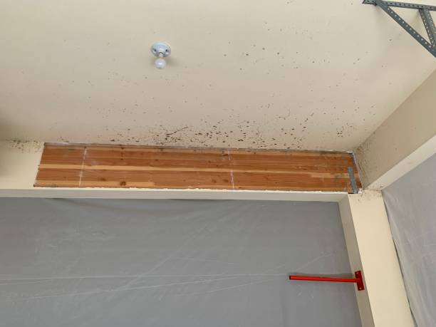 Professional Mold Removal in Woodbine, NJ