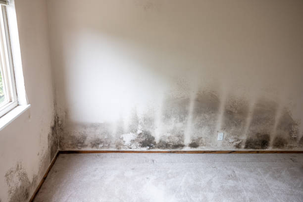 Best Real Estate Mold Inspection  in Woodbine, NJ