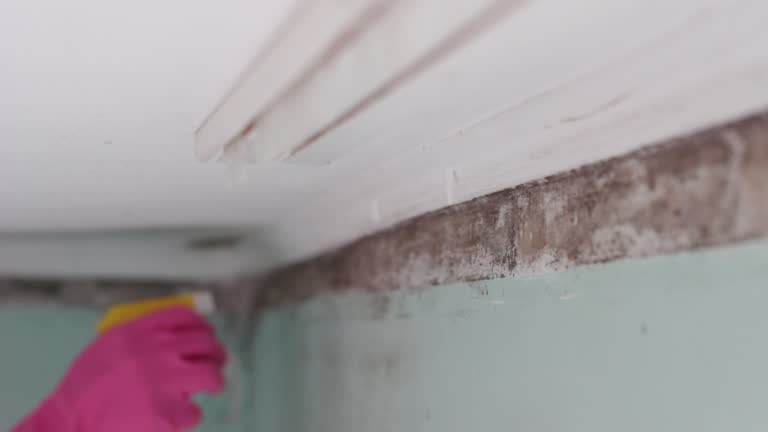 Best Mold Odor Removal Services  in Woodbine, NJ